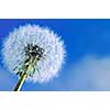 Dandelion close up on blue sky background