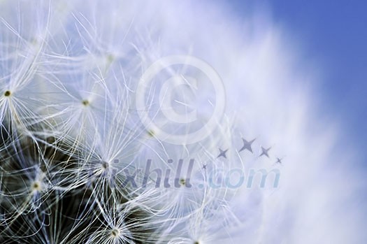 Macro of dandelion seeds on blue sky background Macro of dandelion seeds on blue sky background