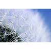 Macro of dandelion seeds on blue sky background