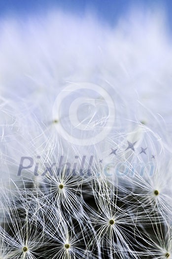 Macro of dandelion seeds on blue sky background Macro of dandelion seeds on blue sky background