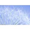 Macro of dandelion seeds on blue sky background