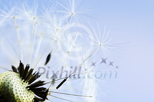 Macro of dandelion seeds on blue sky background Macro of dandelion seeds on blue sky background
