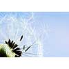 Macro of dandelion seeds on blue sky background