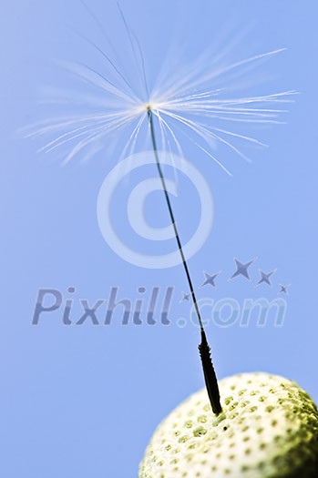 Macro of one dandelion seed on blue background Macro of one dandelion seed on blue background