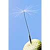 Macro of one dandelion seed on blue  background