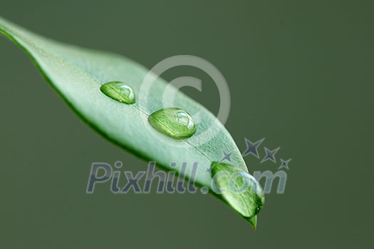 Macro of a green leaf with water drops on green background Macro of a green leaf with water drops on green background