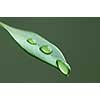 Macro of a green leaf with water drops on green background