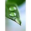 Macro of a green leaf with water drops