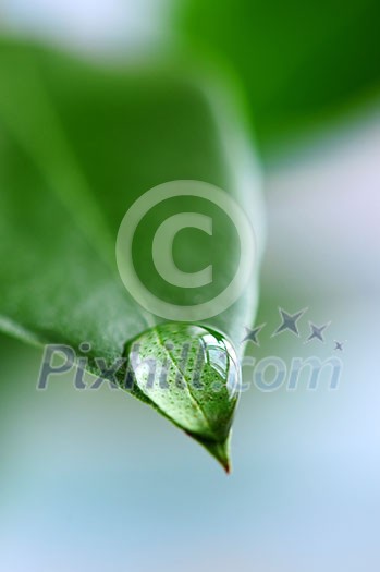 Macro of a water drop on the tip of a green leaf Macro of a water drop on the tip of a green leaf