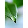 Macro of a water drop on the tip of a green leaf