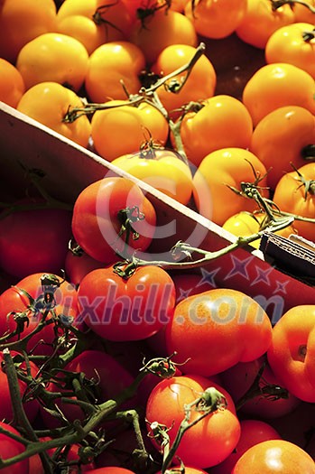 Colorful tomatoes for sale on farmer's market Colorful tomatoes for sale on farmer's market
