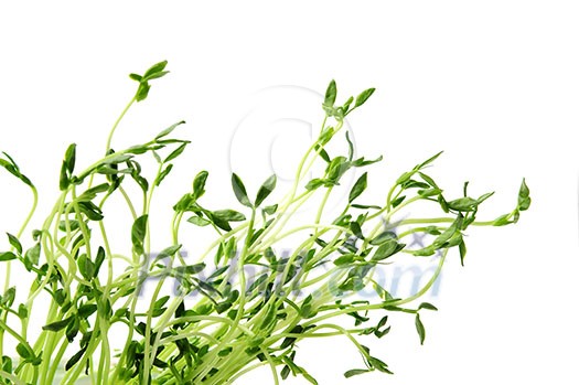 Green young pea sprouts isolated on white background