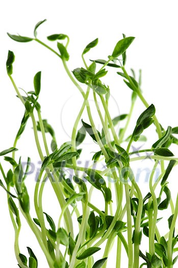 Green young pea sprouts isolated on white background Green young pea sprouts isolated on white background