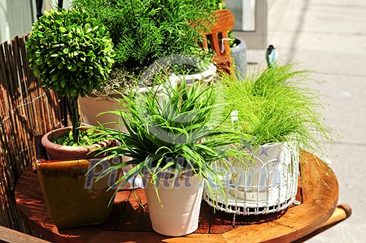 Potted green plants on wooden patio table Potted green plants on wooden patio table