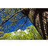 Spring tree with young foliage and blue sky