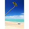 Pristine tropical beach with palm tree in Dominican Republic