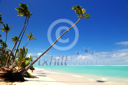 Pristine tropical beach with palm trees on Caribbean island Pristine tropical beach with palm trees on Caribbean island