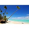 Pristine tropical beach with palm trees on Caribbean island