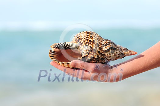 A hand holding a large seashell on tropical beach background A hand holding a large seashell on tropical beach background