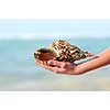 A hand holding a large seashell on tropical beach background