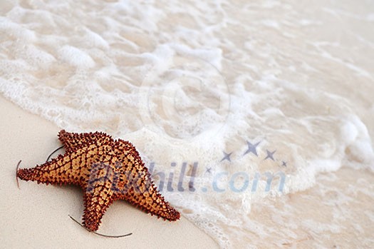 Starfish and ocean wave on sandy tropical beach 
