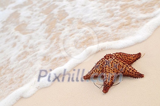 Starfish and ocean wave on sandy tropical beach