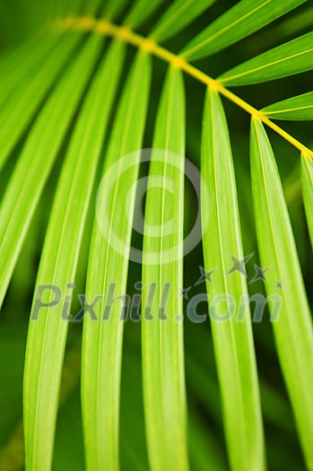 Botanical background of green palm tree leaves close up Botanical background of green palm tree leaves close up