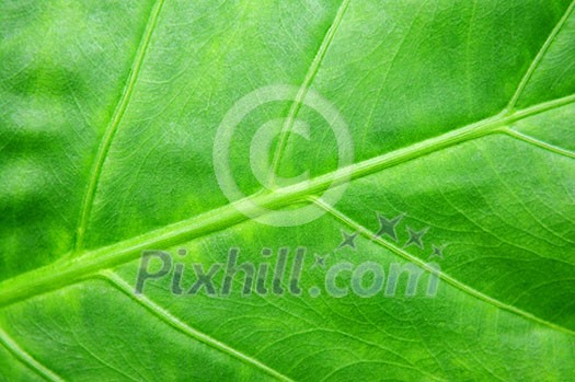 Botanical abstract background of green leaf of tropical plant Botanical abstract background of green leaf of tropical plant