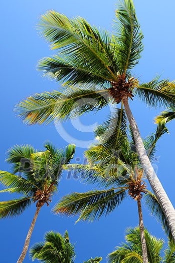 Palm tree tops on blue sky background Palm tree tops on blue sky background