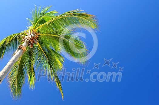Background of bright blue sky with palm tree top Background of bright blue sky with palm tree top