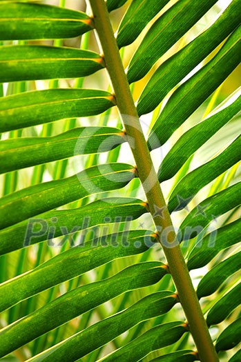 Closeup of green leaf of tropical plant Closeup of green leaf of tropical plant