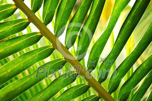 Closeup of green leaf of tropical plant Closeup of green leaf of tropical plant