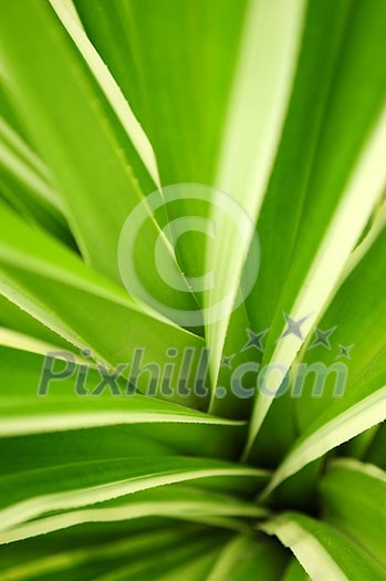 Closeup on green leaves of tropical plant Closeup on green leaves of tropical plant