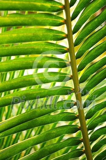 Closeup of a sunlit green palm tree leaf Closeup of a sunlit green palm tree leaf