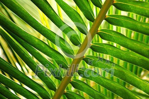 Closeup of a sunlit green palm tree leaf Closeup of a sunlit green palm tree leaf