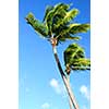 Tropical background of palms on blue sky