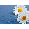 White daisy flowers close up with water drops