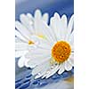 White daisy flowers close up with water drops