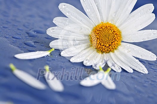 White daisy flowers close up with water drops White daisy flowers close up with water drops