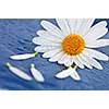 White daisy flowers close up with water drops