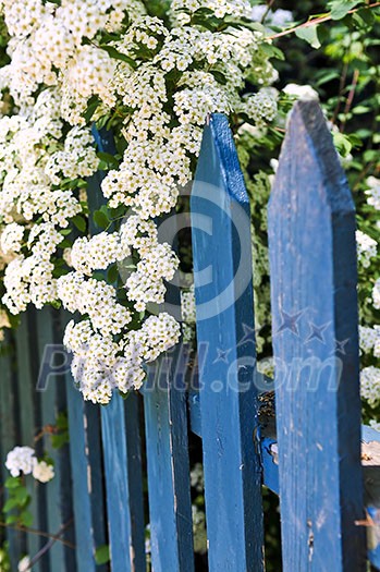 Blue picket fence with flowering bridal wreath shrub Blue picket fence with flowering bridal wreath shrub