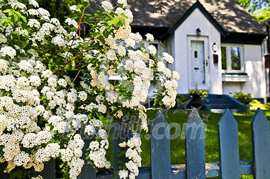 Blue picket fence with flowering bridal wreath shrub and residential house Blue picket fence with flowering bridal wreath shrub and residential house