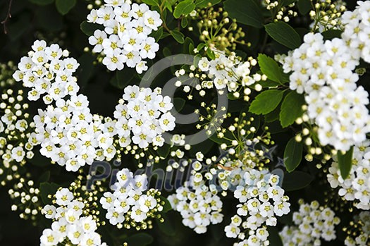 Closeup of flowering shrub bridal wreath spirea, floral background Closeup of flowering shrub bridal wreath spirea, floral background