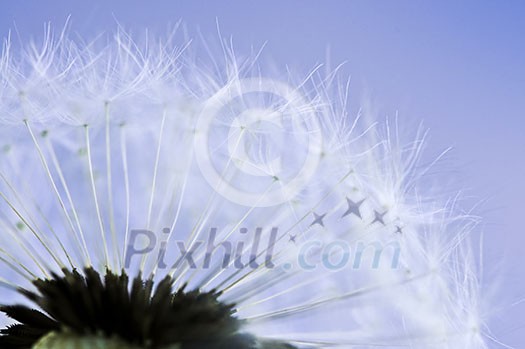Macro of dandelion seeds on blue sky background Macro of dandelion seeds on blue sky background