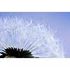 Macro of dandelion seeds on blue sky background