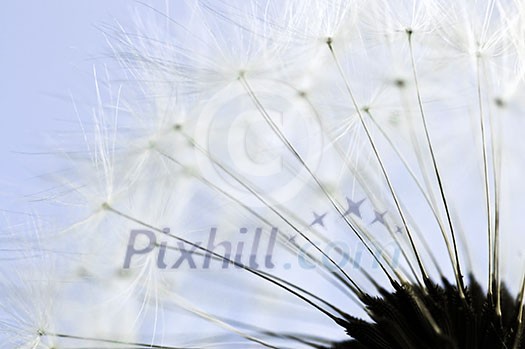 Macro of dandelion seeds on blue sky background Macro of dandelion seeds on blue sky background