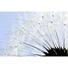 Macro of dandelion seeds on blue sky background