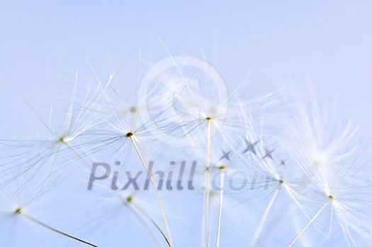 Macro of dandelion seeds on blue sky background Macro of dandelion seeds on blue sky background