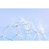 Macro of dandelion seeds on blue sky background