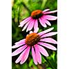Blooming medicinal herb echinacea purpurea or coneflower